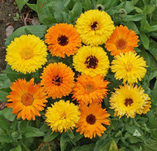 Load image into Gallery viewer, Annual Flower Seed Packet (different types available)