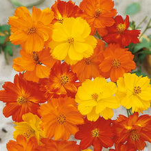 Load image into Gallery viewer, Annual Flower Seed Packet (different types available)