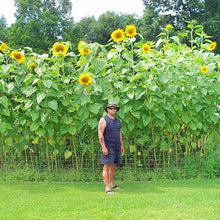Load image into Gallery viewer, Sunflower (Mammoth & Velvet Queen)