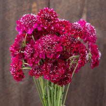Load image into Gallery viewer, Annual Flower Seed Packet (different types available)
