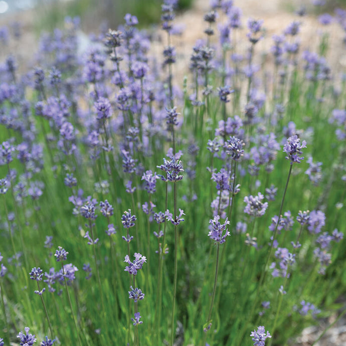 Lavender (Munstead-Type)