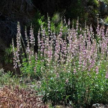 Load image into Gallery viewer, Palmer's Penstemon (P. palmeri)
