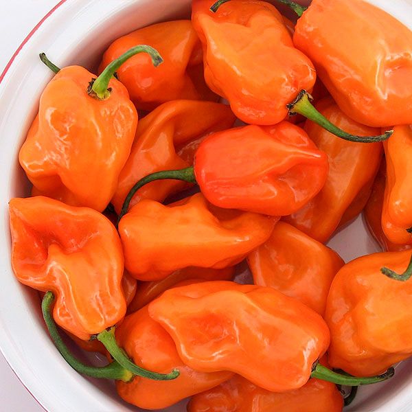 Habanero Pepper (Magnum)