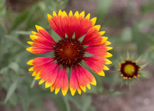 Load image into Gallery viewer, Blanket Flower (Gaillardia)
