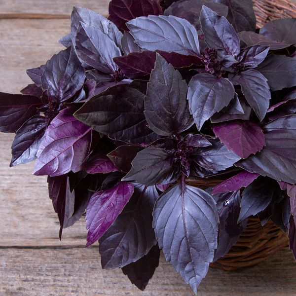 Basil (Deep Purple)