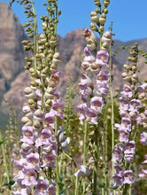 Load image into Gallery viewer, Palmer's Penstemon (P. palmeri)
