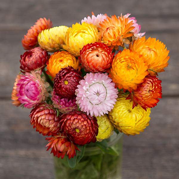 Strawflower (Pink/Yellow Mix)