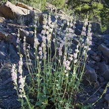 Load image into Gallery viewer, Palmer's Penstemon (P. palmeri)
