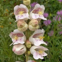 Load image into Gallery viewer, Palmer's Penstemon (P. palmeri)
