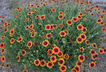 Load image into Gallery viewer, Blanket Flower (Gaillardia)

