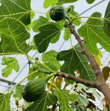 Load image into Gallery viewer, Fig Tree
