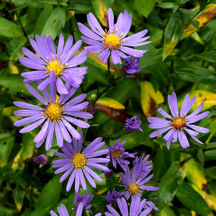 Smooth Blue Aster