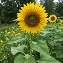 Load image into Gallery viewer, Annual Flower Seed Packet (different types available)

