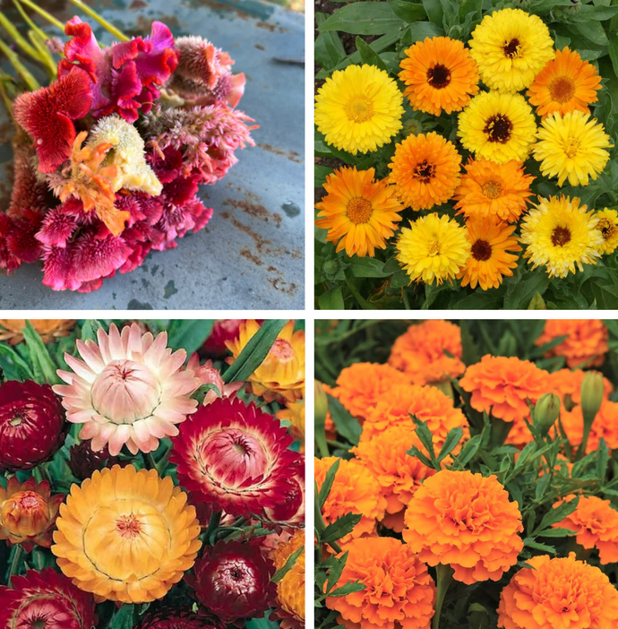 Seed Packet (Annual Flower Mix)