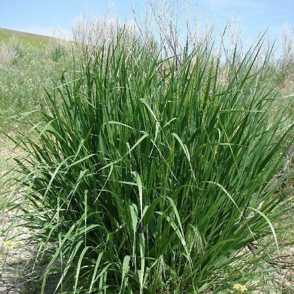 Great Basin Wild Rye