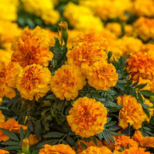 Load image into Gallery viewer, Annual Flower Seed Packet (different types available)
