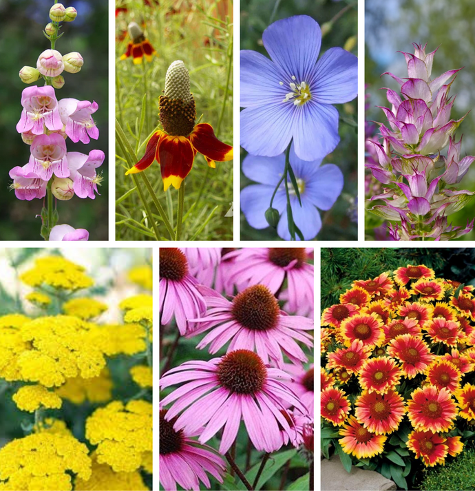 Seed Packet (Native Wildflower Mix)