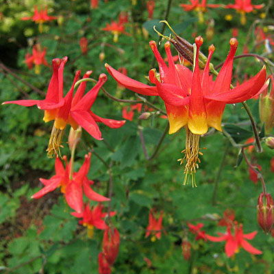 Western Columbine