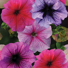 Load image into Gallery viewer, Petunia hanging basket (pink/ purple mix)
