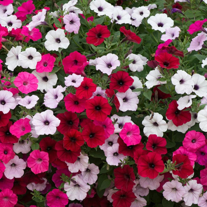 Petunia (Tidal Wave)
