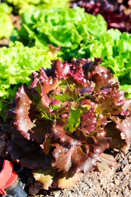 Green & Red Leaf Lettuce (Seedlings) Available 8/30