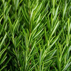 Rosemary