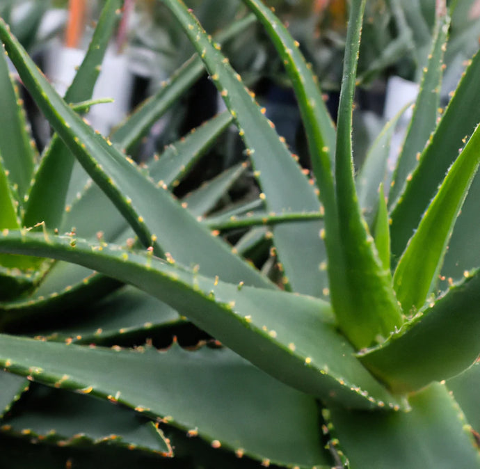 Aloe Vera