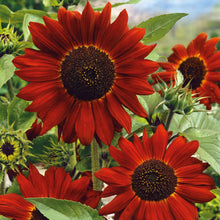 Load image into Gallery viewer, Sunflower (Mammoth &amp; Velvet Queen)
