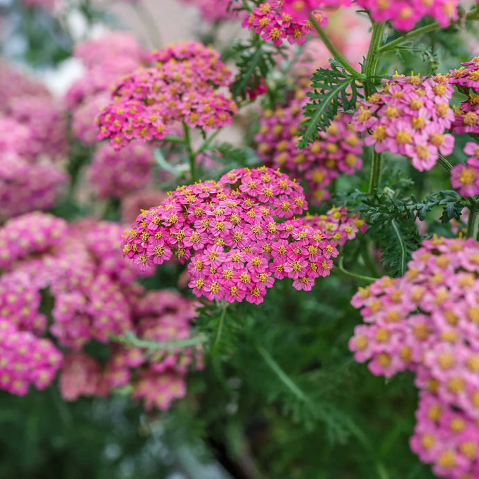 Common Yarrow