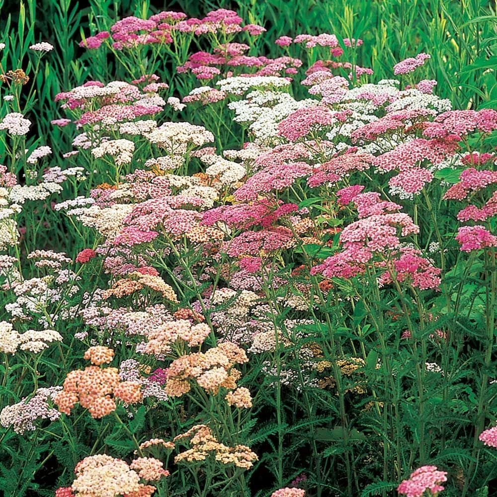 Yarrow, Common (Achillea millefolium)