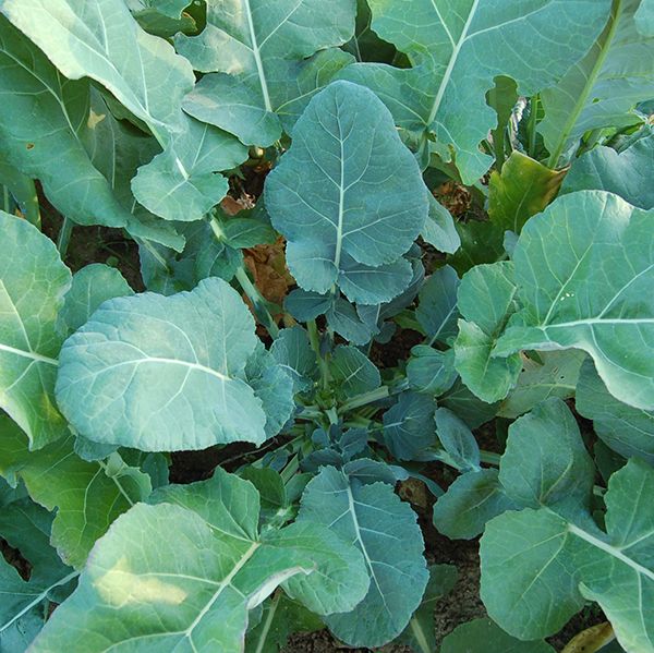 Collard Greens Seedlings