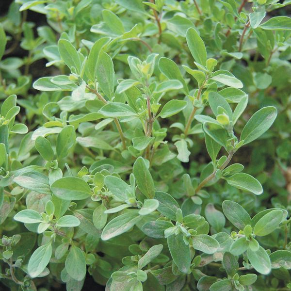 Sweet Marjoram