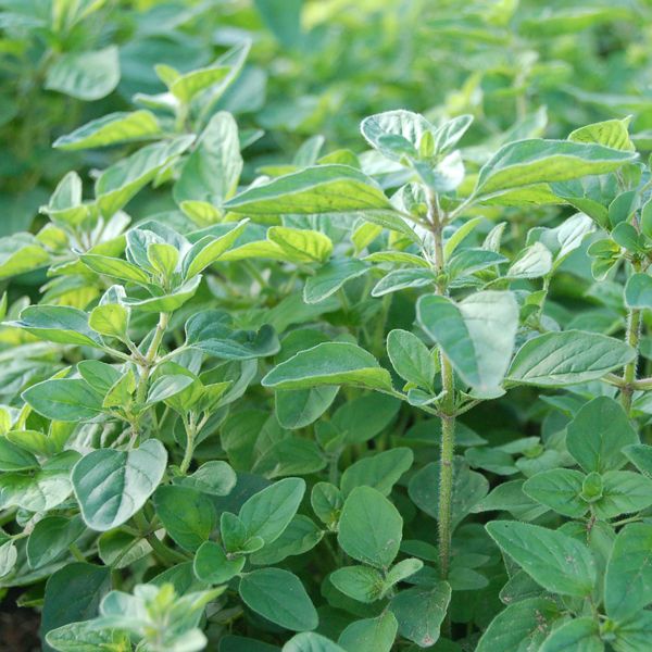 Oregano