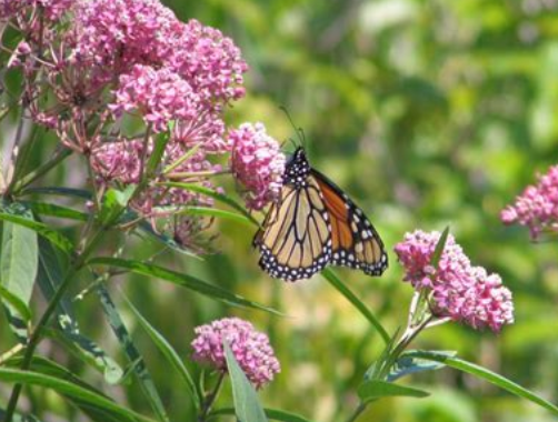 Milkweed, Narrow-leaf (6