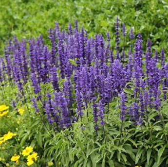 Salvia